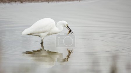 Téléchargez les photos : Une aigrette blanche sur la chasse dans le lac - en image libre de droit
