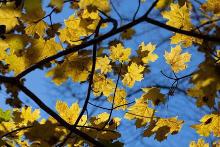 Foto de Una foto de bajo ángulo de hojas amarillas de otoño contra el cielo azul - Imagen libre de derechos
