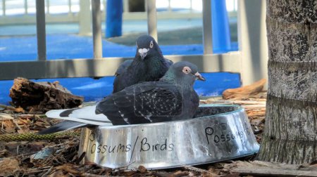 Téléchargez les photos : Plan rapproché de deux pigeons gris perchés dans un récipient d'alimentation en métal dans un parc - en image libre de droit