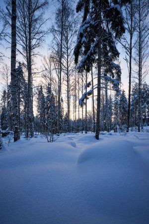 Téléchargez les photos : Un plan vertical d'arbres enneigés dans la forêt au lever du soleil - en image libre de droit