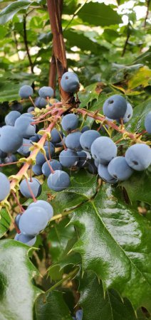 Foto de Un primer plano vertical de uva de Oregón o agracejo de hojas de acebo en rama con hojas verdes - Imagen libre de derechos