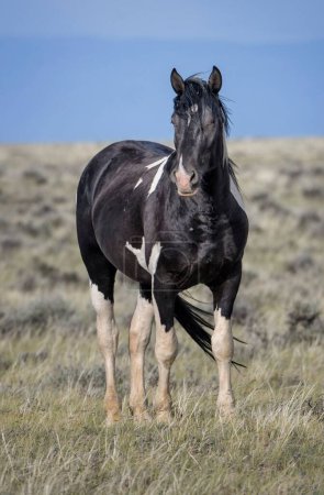 Foto de Un caballo Mustang negro parado en el suelo de hierba en el área de McCullough Peaks en Cody, Wyoming - Imagen libre de derechos