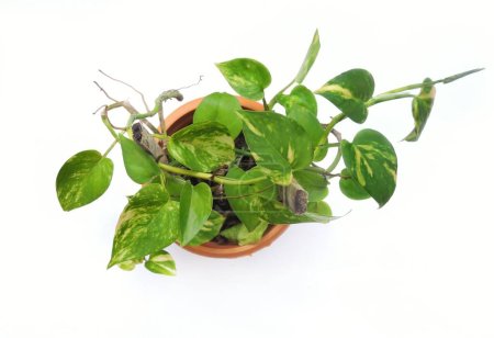 The species is a popular houseplant. It is also known as money plant, golden pothos,devil's vine, devil's ivy,Ceylon etc