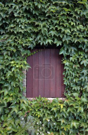 Téléchargez les photos : Fenêtre avec volets bruns dans un mur complètement recouvert de vignes - en image libre de droit