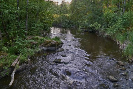 Téléchargez les photos : Une rivière rocheuse qui coule entre les arbres verts dans une forêt - en image libre de droit
