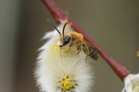 Téléchargez les photos : Gros plan d'une abeille minière à queue orange, Andrena haemorrhoa, sur le saule. - en image libre de droit