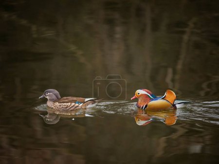 Foto de Una hermosa toma de dos patos mandarín (Aix galericulata) nadando juntos en un estanque - Imagen libre de derechos
