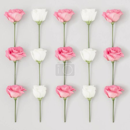 Téléchargez les photos : Un motif de roses blanches et roses sur le fond blanc - en image libre de droit