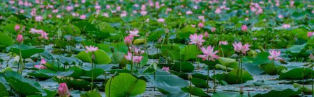 Photo for A pond with Nut-bearing lotus (Nelumbo nucifera) flowers - Royalty Free Image