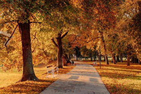 Téléchargez les photos : Chemin dans un beau parc aux couleurs automnales d'arbres et de feuillages à Cakovec, Croatie - en image libre de droit