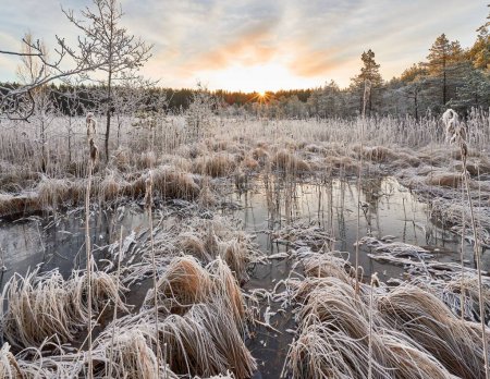 Téléchargez les photos : Un beau cliché d'un marais dans l'herbe sèche en hiver - en image libre de droit