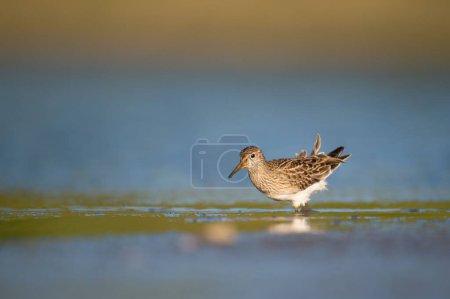 Photo for A pectoral sandpiper hunting at the shore - Royalty Free Image