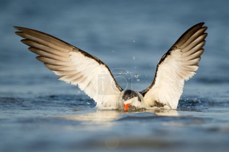 Photo for A Black Skimmer flying over the water with its wings spread in the golden morning sunlight - Royalty Free Image