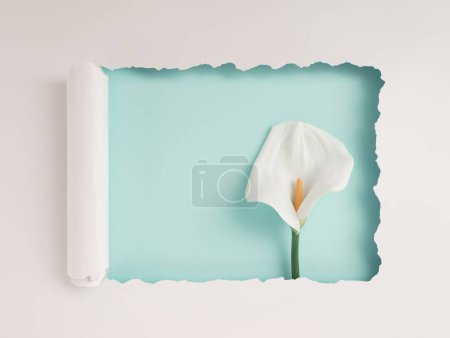 A white torn paper revealing calla lily flower on a soft green background with copy space - concept of springtime, wedding