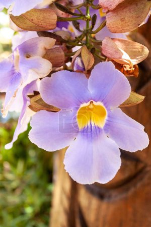Photo for A vertical closeup of pink Bengal clockvine flowers in the garden - Royalty Free Image