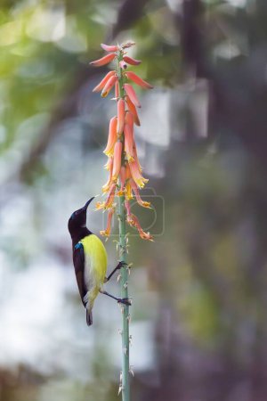 Photo for A vertical shot of a Purple-rumped sunbird perched on a pink flowering plant - Royalty Free Image