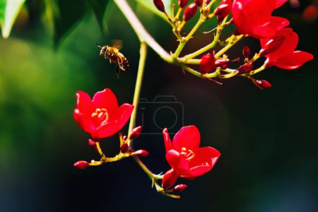 Photo for A closeup of a bee flying to a red flower - Royalty Free Image