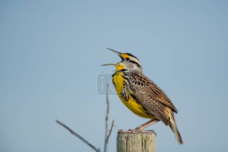 Photo for An eastern meadowlark perched on a wooden pole on the background of the blue sky - Royalty Free Image