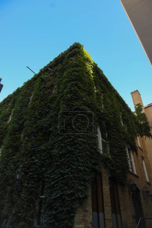 Photo for A vertical low-angle of a building with espaliered plant sunlit clear sky background - Royalty Free Image
