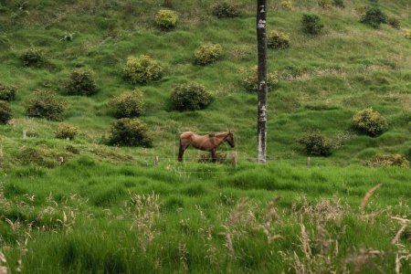 Téléchargez les photos : Un plan en angle élevé d'un cheval brun qui broutait dans la vallée rurale de Cocora en Colombie - en image libre de droit