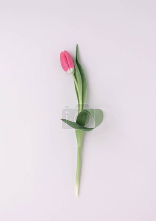 Photo for A vertical shot of a pink tulip flower with green leaves on the white background - Royalty Free Image