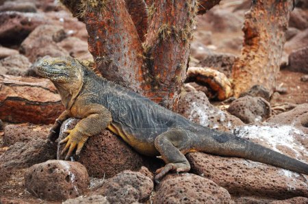 Photo for The Galapagos land iguana (Conolophus subcristatus) crawling on stones - Royalty Free Image
