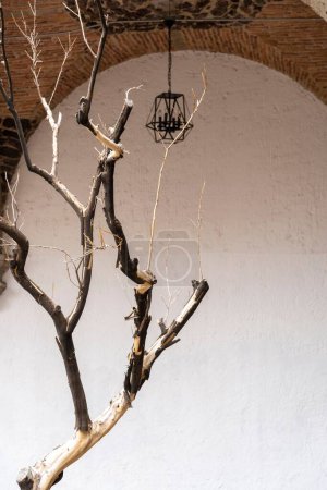 Téléchargez les photos : Plan vertical d'un arbre nu avec des branches cassées près d'une entrée de bâtiment en pierre - en image libre de droit