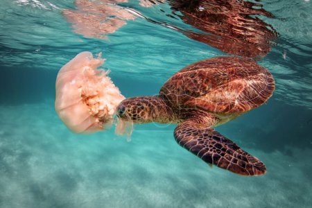 Foto de Una tortuga verde (Chelonia mydas) jugando con una medusa bajo el océano - Imagen libre de derechos