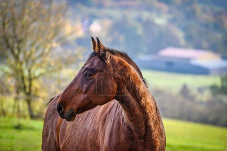 Téléchargez les photos : Une vue d'un beau cheval dans la nature en arrière-plan un pâturage - en image libre de droit