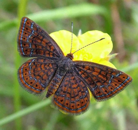 Marca metálica del pantano, la mariposa más pequeña de América del Norte.