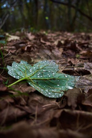 Photo for A closeup of raindrops on a leaf in late autumn - Royalty Free Image