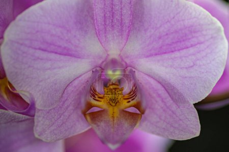 Téléchargez les photos : Gros plan d'une fleur d'orchidée - en image libre de droit