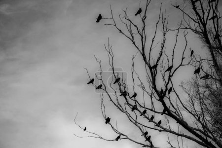 Foto de Un tiro blanco y negro de una bandada de cuervos sentados sobre ramas de árboles sin hojas contra un cielo nublado - Imagen libre de derechos