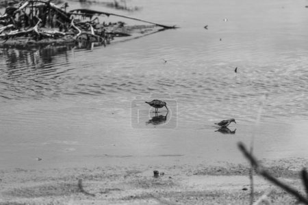Foto de Un tiro a escala de grises de sandpipers de madera (Tringa glareola) nadando en el agua - Imagen libre de derechos