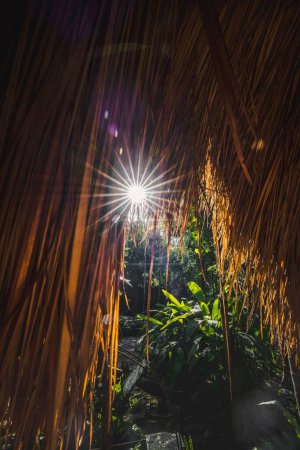 Foto de Un plano vertical de techo de plantas marrones con plantas verdes y luz en el jardín por la noche - Imagen libre de derechos