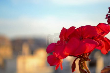 Téléchargez les photos : Un gros plan de fleurs de pelargonium inquinans rouges dans la lumière dorée du soleil. - en image libre de droit