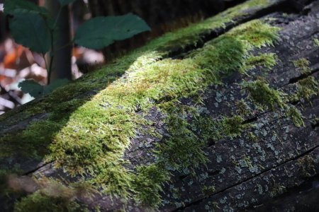 Foto de El musgo crecido en la corteza del árbol de un tronco horizontalmente establecido en la naturaleza - Imagen libre de derechos