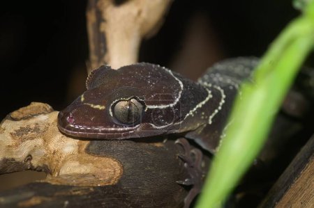 Téléchargez les photos : Gros plan sur la tête d'une forêt malaisienne ou gecko courbé Cyrtodactylus pulchellus - en image libre de droit