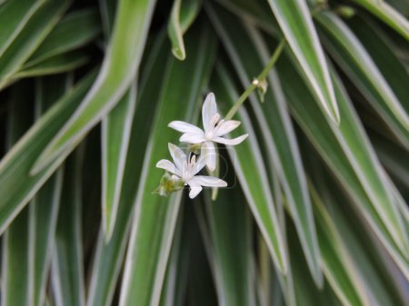 Photo for Scientific name Chlorophytum comosum Ocean. It is an ornamental foliage plant with creamy margins and a green centre leaves. - Royalty Free Image