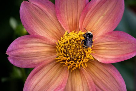 Photo for A macro shot of bumblebee collecting pollen from dahlia - Royalty Free Image
