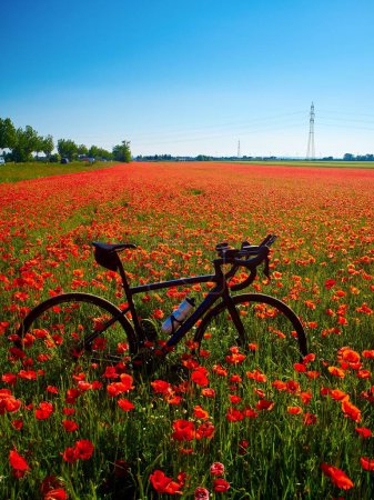 Foto de Una hermosa foto de una bicicleta en medio de un campo de flores de tulipán rojo en un día soleado - Imagen libre de derechos