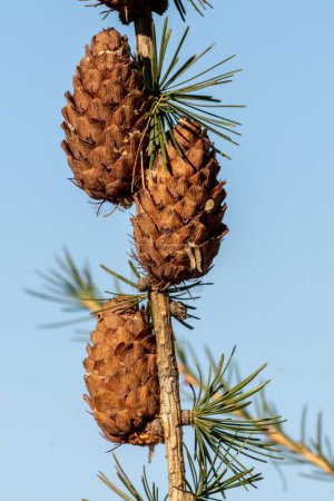 Foto de Un disparo vertical de conos de pino creciendo en el bosque - Imagen libre de derechos