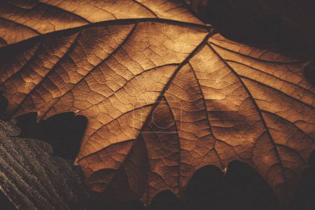 Téléchargez les photos : Gros plan d'une feuille d'érable sèche. Feuille d'automne détail. - en image libre de droit