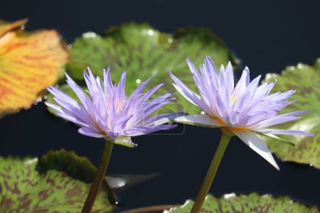Foto de Un primer plano de flores de nenúfar tropicales pigmeas con hojas de loto en la superficie del agua - Imagen libre de derechos