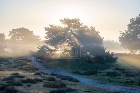 Téléchargez les photos : Un beau plan de silhouettes d'arbres sur un champ brumeux sous un ciel ensoleillé - en image libre de droit