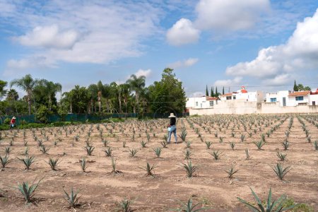 Photo for The farmers work in the agave jima in the field to take to the tequila factory. Tequila, Jalisco, Mexico - August 15, 2020: - Royalty Free Image