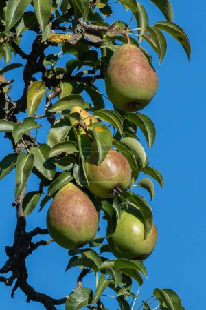 Photo for A vertical shot of red pears growing in the garden - Royalty Free Image