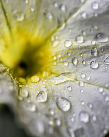 Foto de Un primer plano de gotitas de agua sobre pétalos de flores blancas con fondo borroso - Imagen libre de derechos