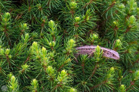 Foto de Un primer plano de lagarto púrpura en el árbol - Imagen libre de derechos