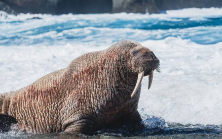 A closeup shot of a large brown walrus on a snowy area